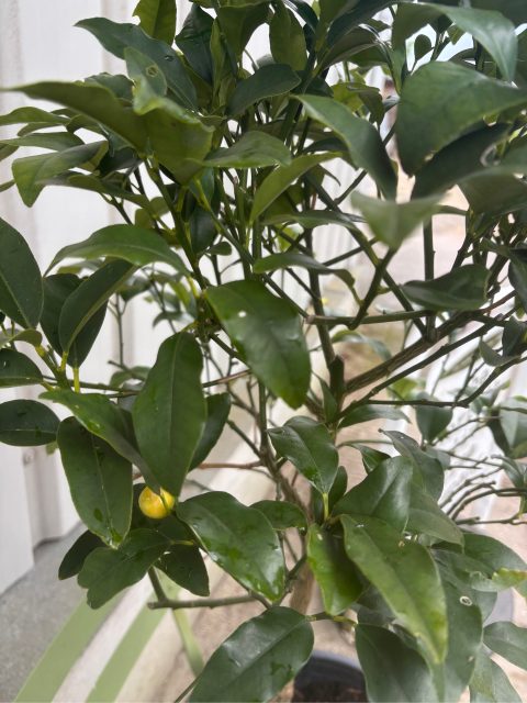 Kumquat citrus tree