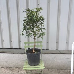 Kumquat citrus tree