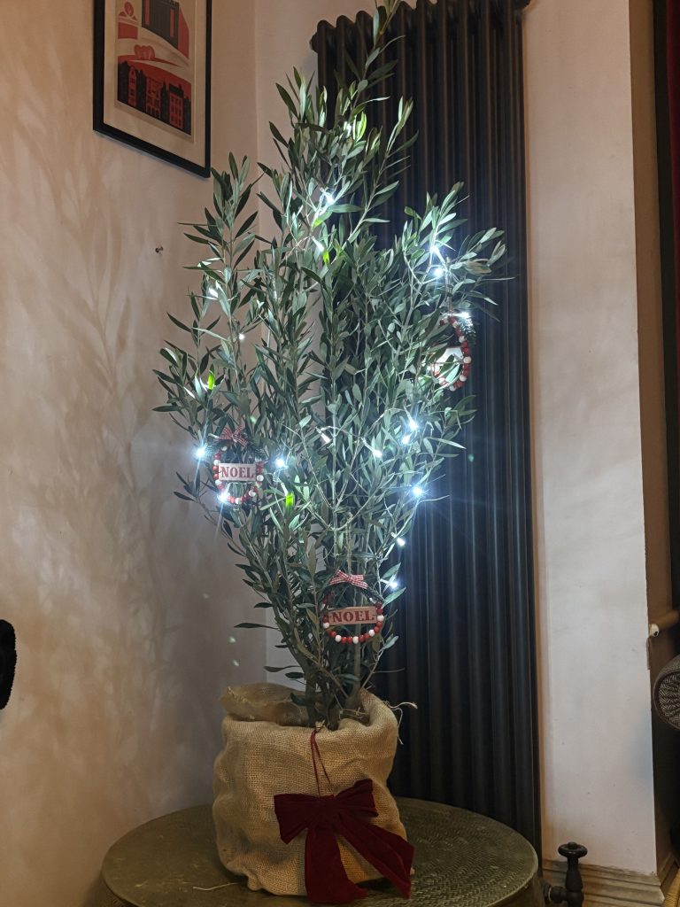 Christmas olive tree