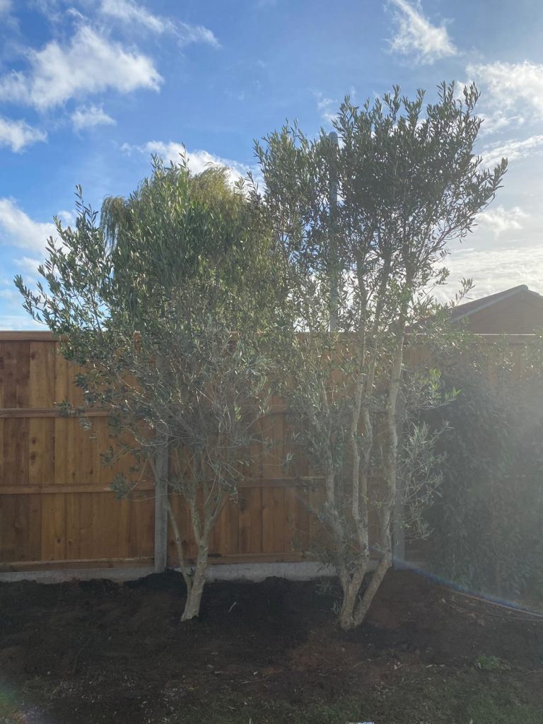 Tall Olive Tree