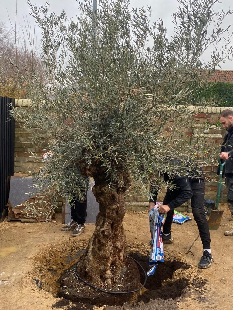How to repot a large olive tree