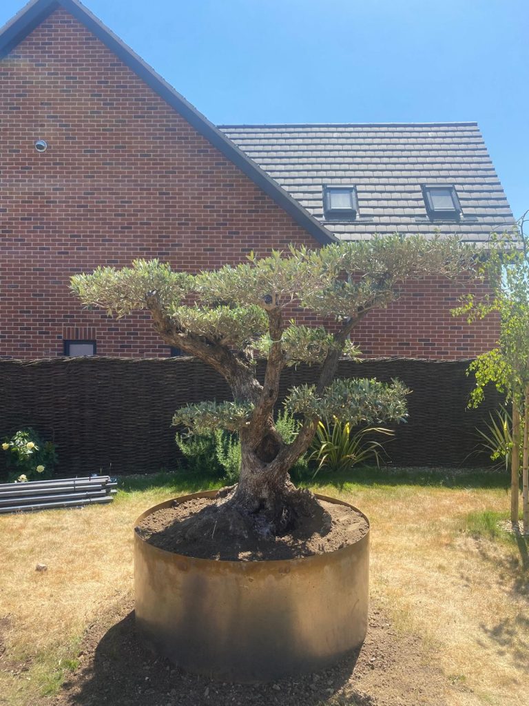 Cloud Olive trees for sale