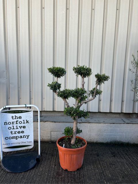 Niwaki cloud Olive Tree