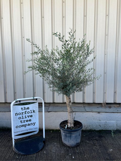 Olive Tree in Pot delivery included - The Norfolk Olive Tree Company