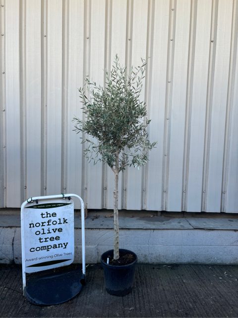 Standard Olive tree
