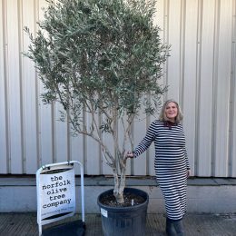‘Parachute’ pruned Italian Olive tree