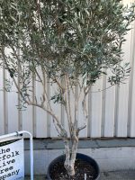‘Parachute’ pruned Italian Olive tree