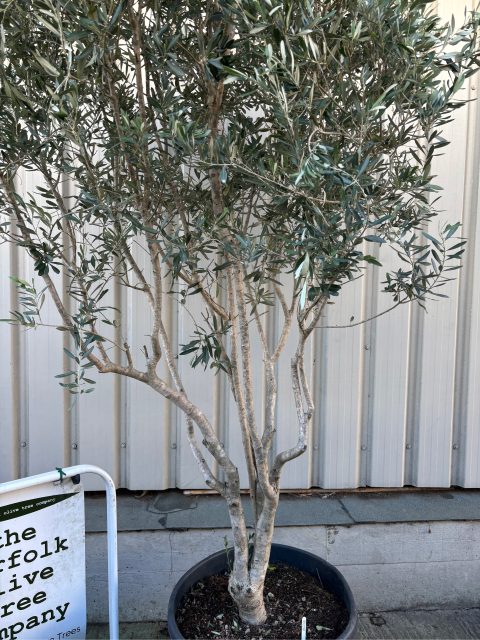 ‘Parachute’ pruned Italian Olive tree