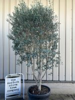 IMG_0519 ‘Parachute’ pruned Italian Olive tree