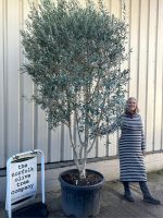 IMG_0522 ‘Parachute’ pruned Italian Olive tree
