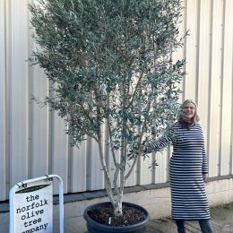 ‘Parachute’ pruned Italian Olive tree