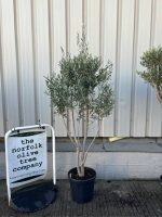 IMG_0530 Multi-stem Olive tree