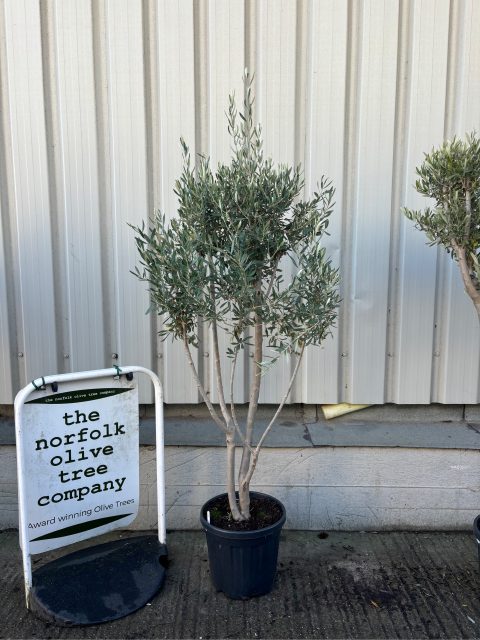 Multi-stem Olive tree