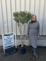 London Olive tree