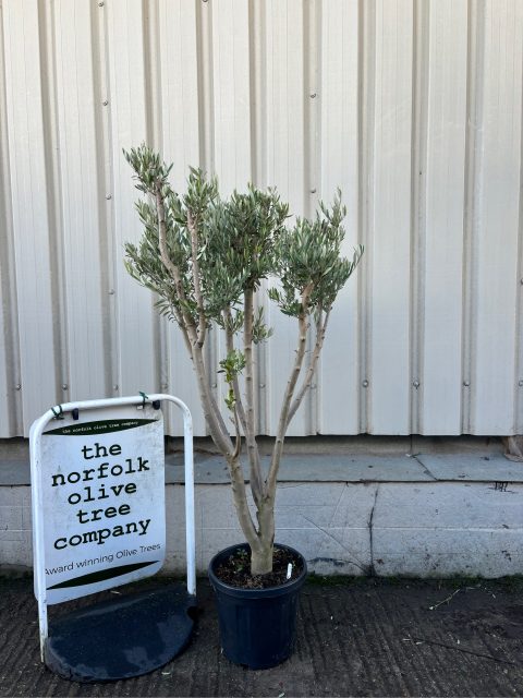 London Olive tree