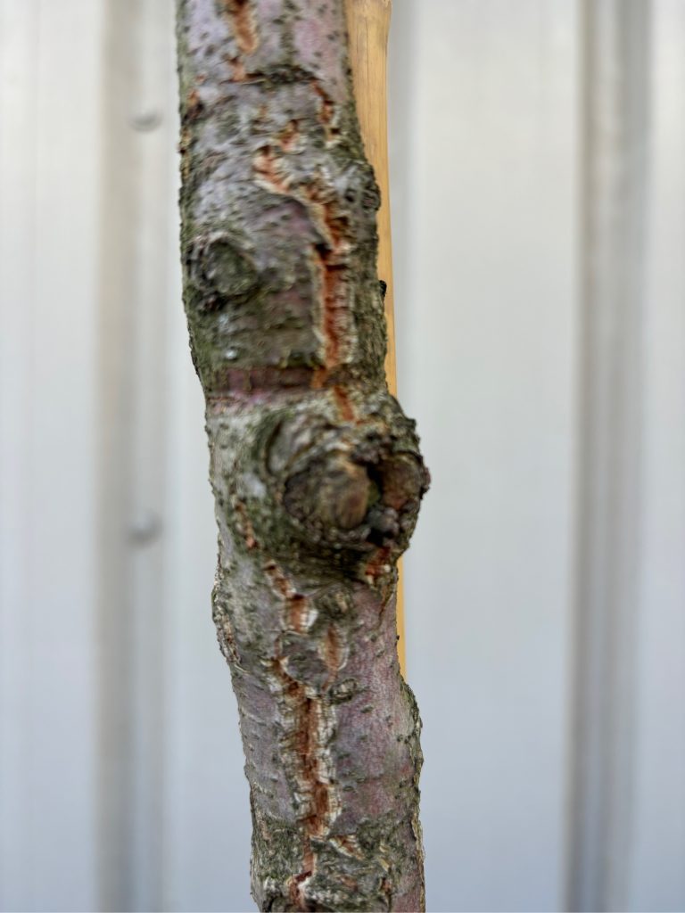 Cork Oak Tree for sale
