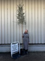 IMG_0542 Cork Oak Tree for sale