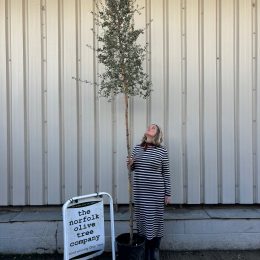 Cork Oak Tree for sale