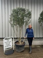 IMG_0554 ‘Parachute’ pruned Italian Olive tree