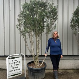 ‘Parachute’ pruned Italian Olive tree