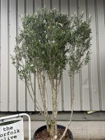 IMG_0555