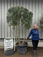 IMG_0556 ‘Parachute’ pruned Italian Olive tree