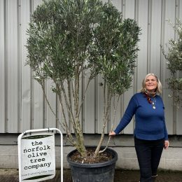 ‘Parachute’ pruned Italian Olive tree