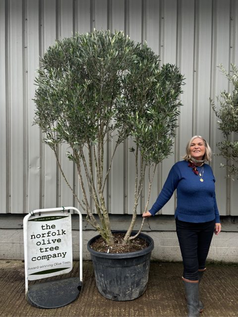 IMG_0556 ‘Parachute’ pruned Italian Olive tree