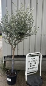 IMG_0569 Leccino Olive tree