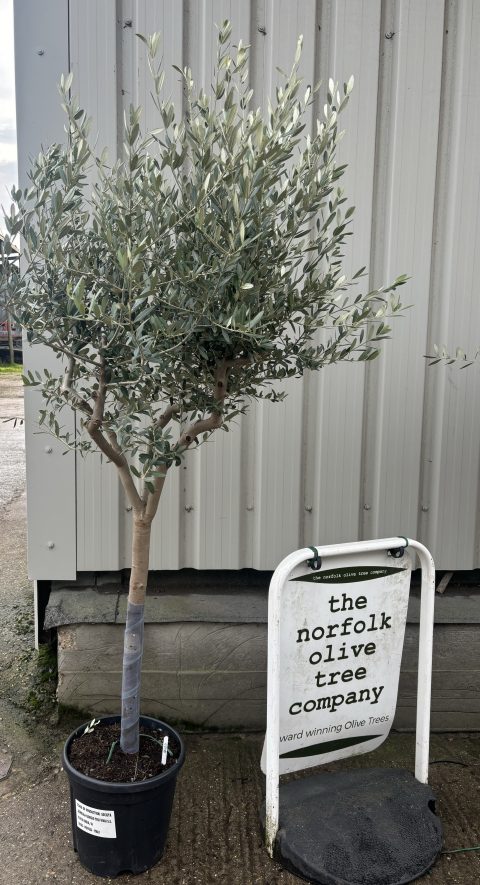 Leccino Olive tree