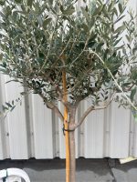 IMG_0572 Leccino Olive tree