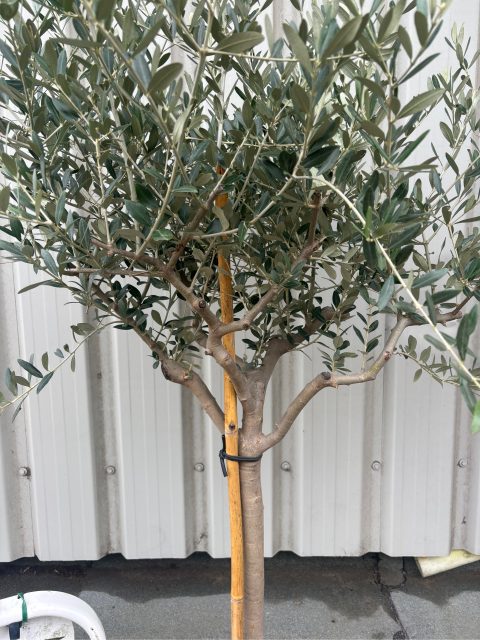 Leccino Olive tree