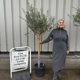 Leccino Olive tree, free delivery.