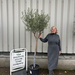 Tuscan Olive Tree