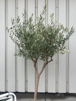 IMG_0579 Olive Trees for Sale UK