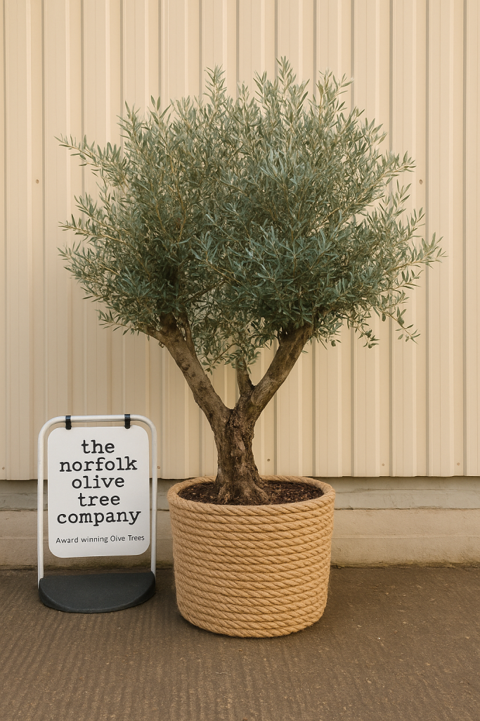 How to repot a large olive tree