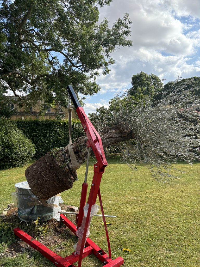 How to repot a large olive tree