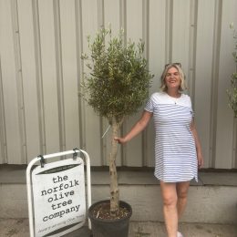 Standard olive tree. Free delivery.