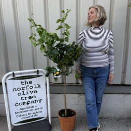 Lemon tree. Delivery included.