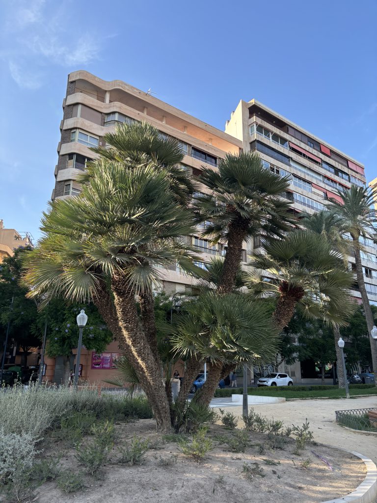 Hardy palms UK