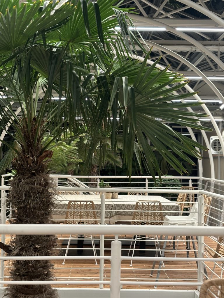 Hardy palms UK