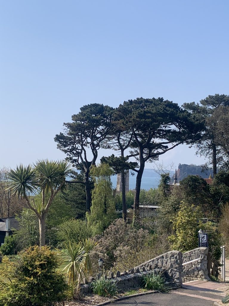 Hardy palms UK