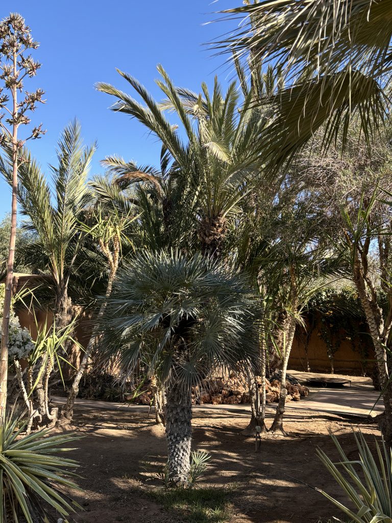 Hardy palms UK