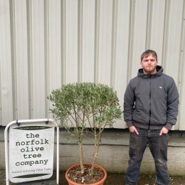 Italian Olive Tree for sale - delivery included.