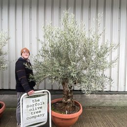Gnarled Olive tree bonsai bowl