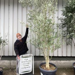 Multi-stem screening olive tree