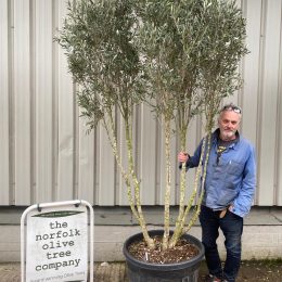 Tall screening Olive Tree