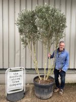 5f1b95d1-1c52-4418-9ce4-a1cafe108a2c Tall screening Olive Tree