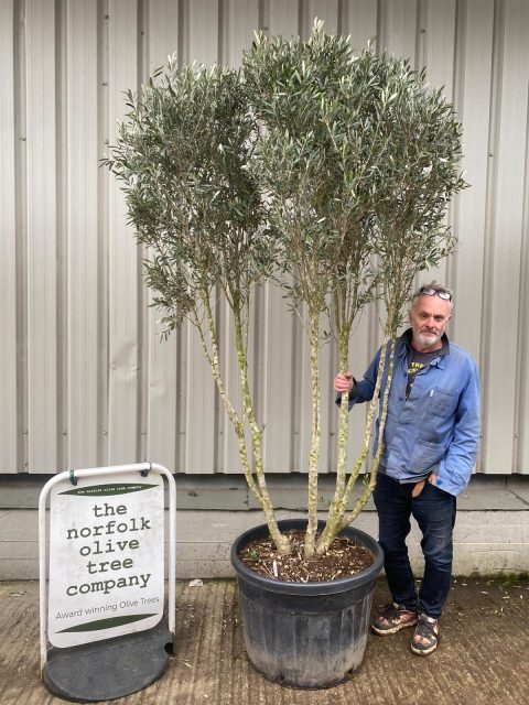 Tall screening Olive Tree