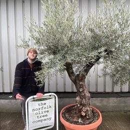 Gnarled Olive tree bonsai bowl